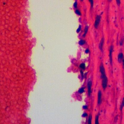 MICROSCOPES Prepared Slides: Blood samples